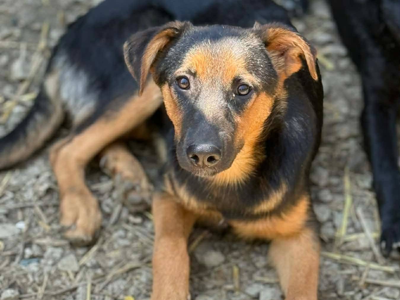 Adotta un cane, taglia media, femmina, Firenze
