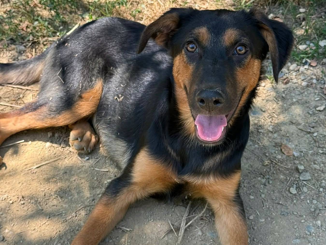 Vuoi adottare un cane a Firenze?