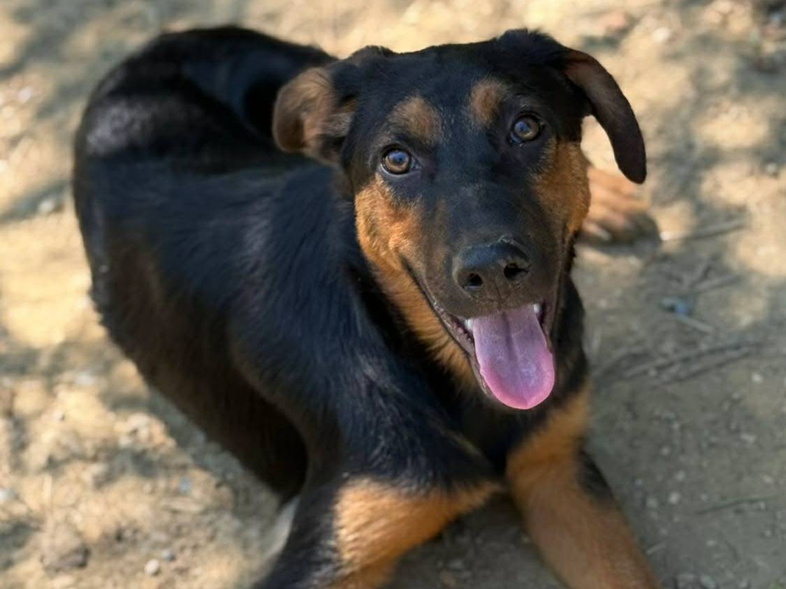 Adotta il cane DAISY e DELILAH a Firenze