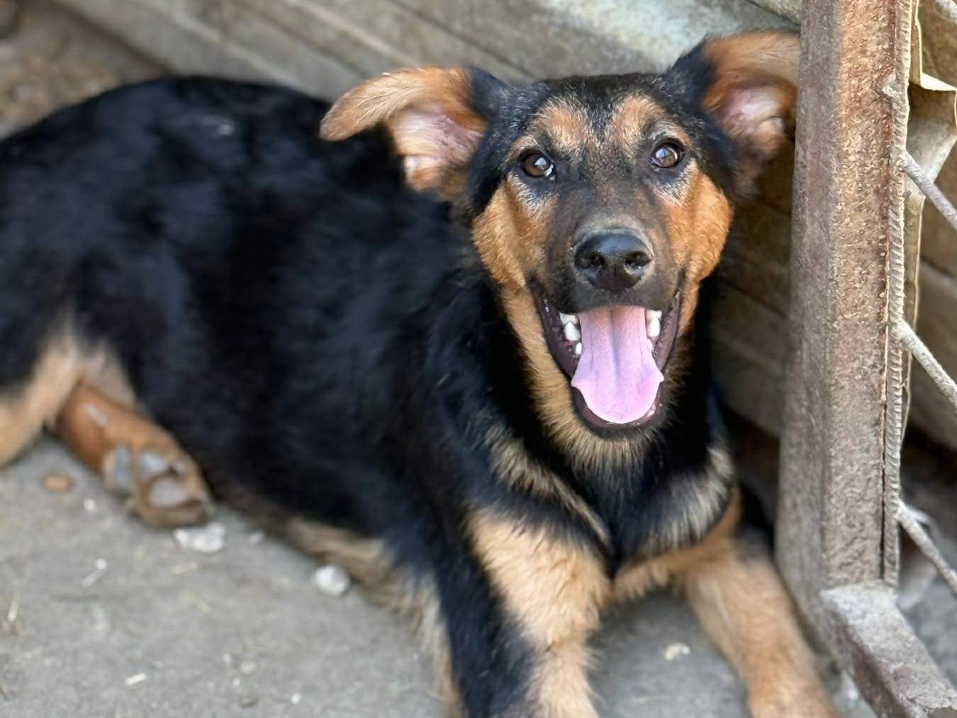 Adotta un cane, maschio, 5 mesi, Firenze