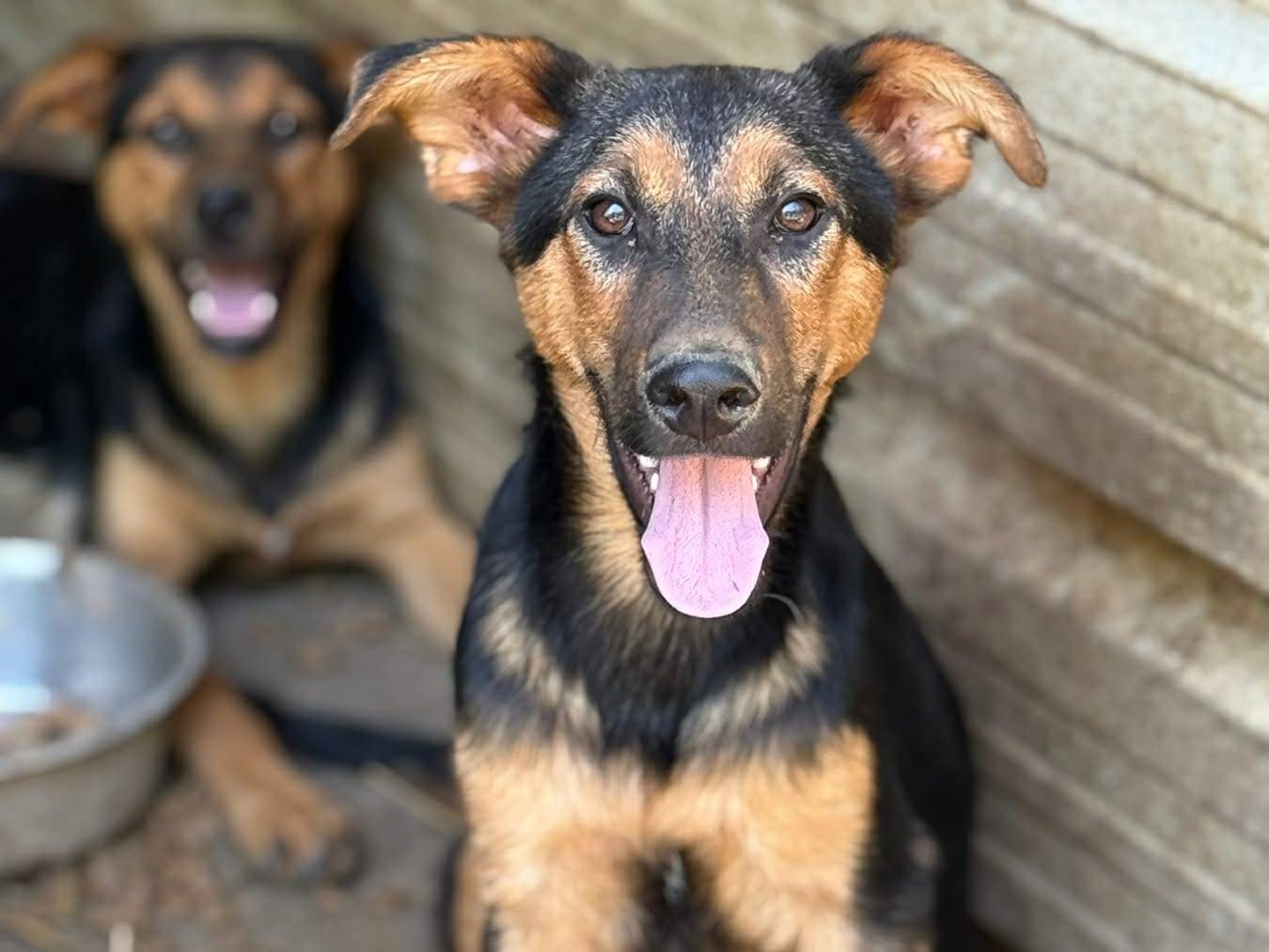 Adozione cane, maschio, Razza sconosciuta Razza sconosciuta, 5 mesi, taglia media, Firenze