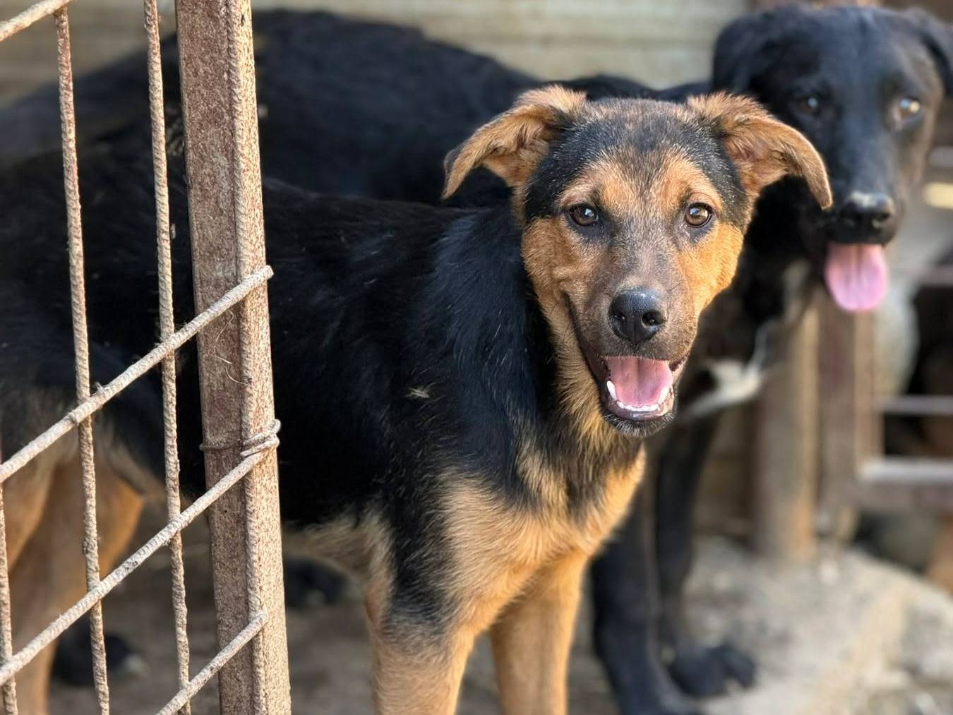 Vuoi adottare un cane a Firenze?