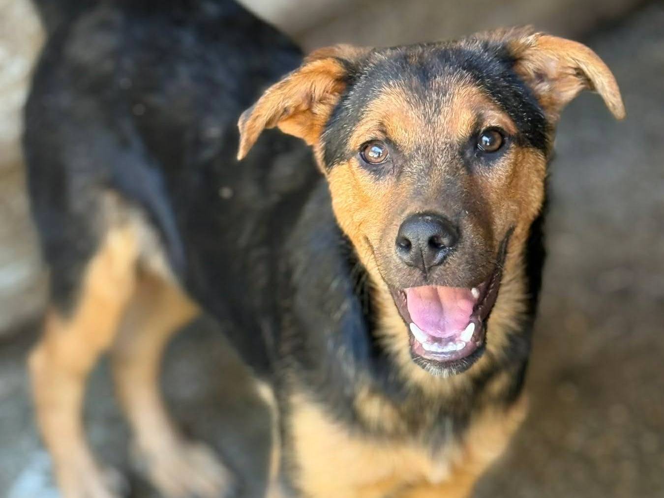 Adotta il cane DARIUS DOBBY a Firenze