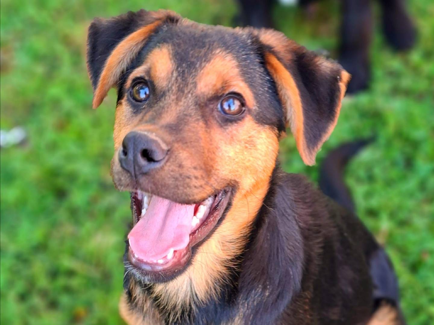 Adotta un cane, taglia media, maschio, Firenze