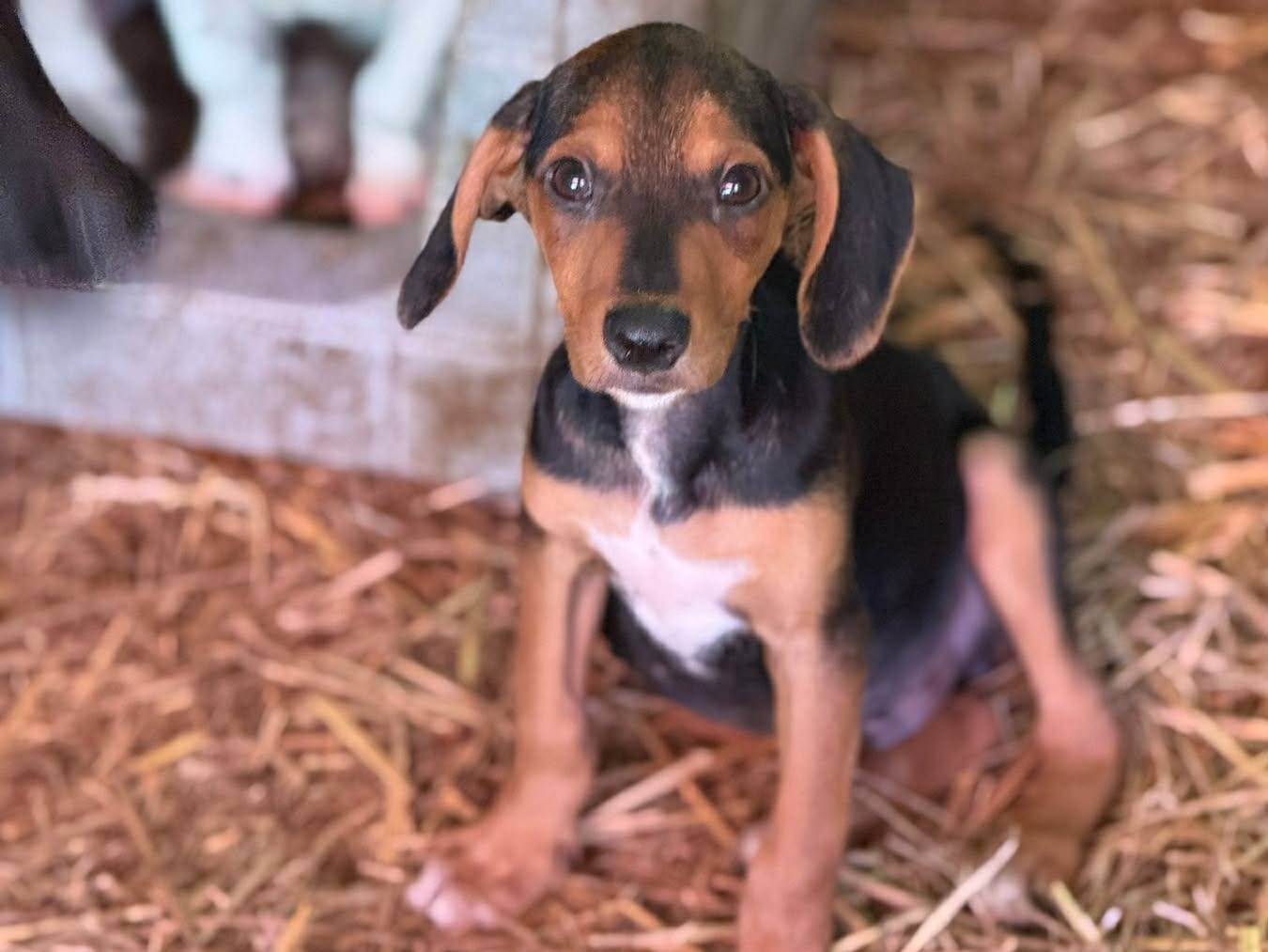 Adotta un cane, taglia piccola, maschio, Firenze