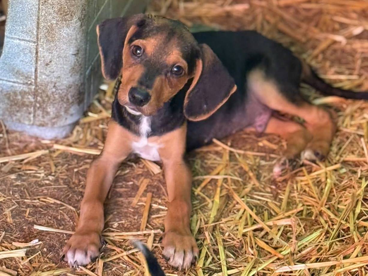 Vuoi adottare un cane a Firenze?