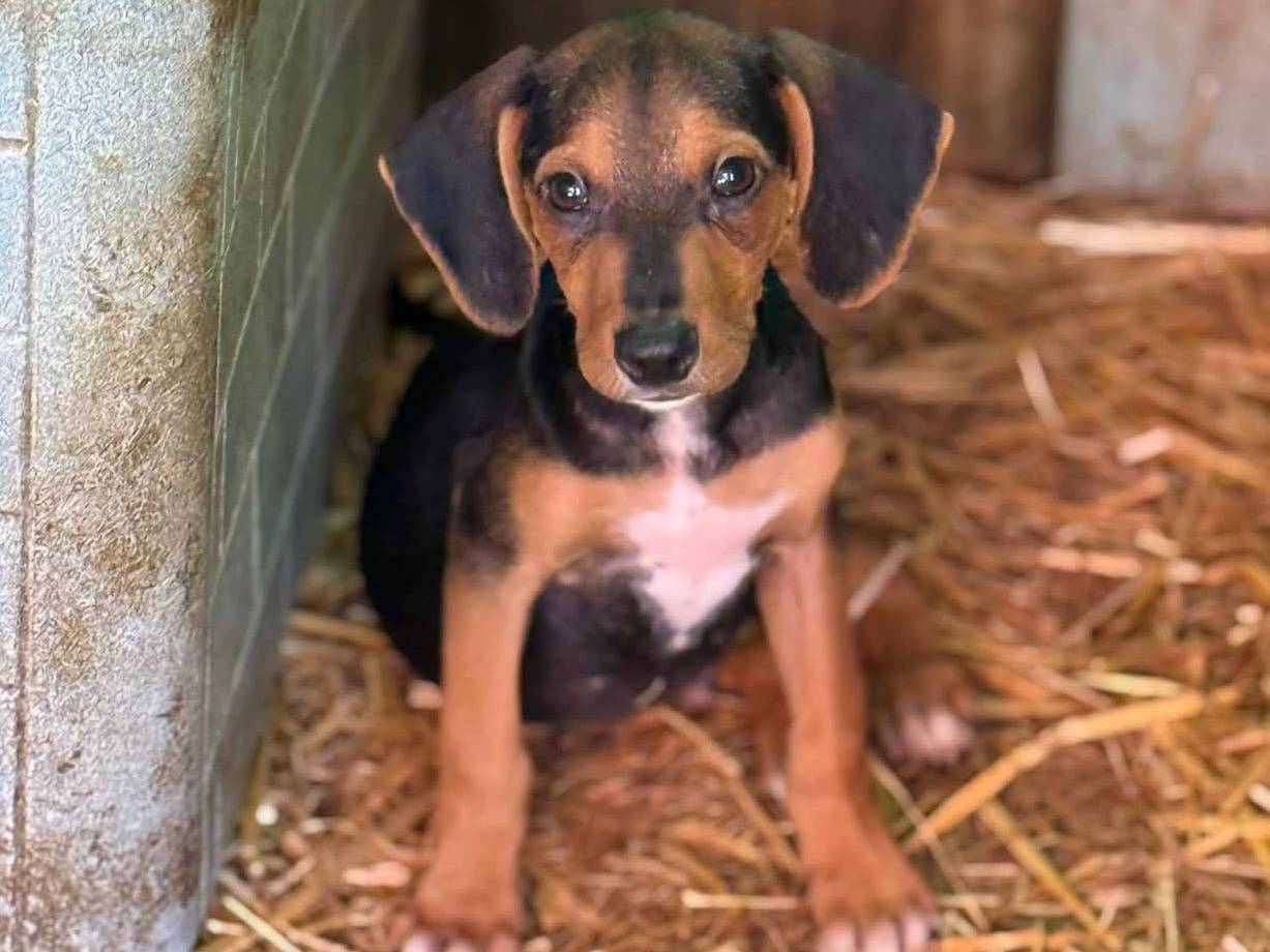 Adotta un cane, maschio, 3 mesi, Firenze