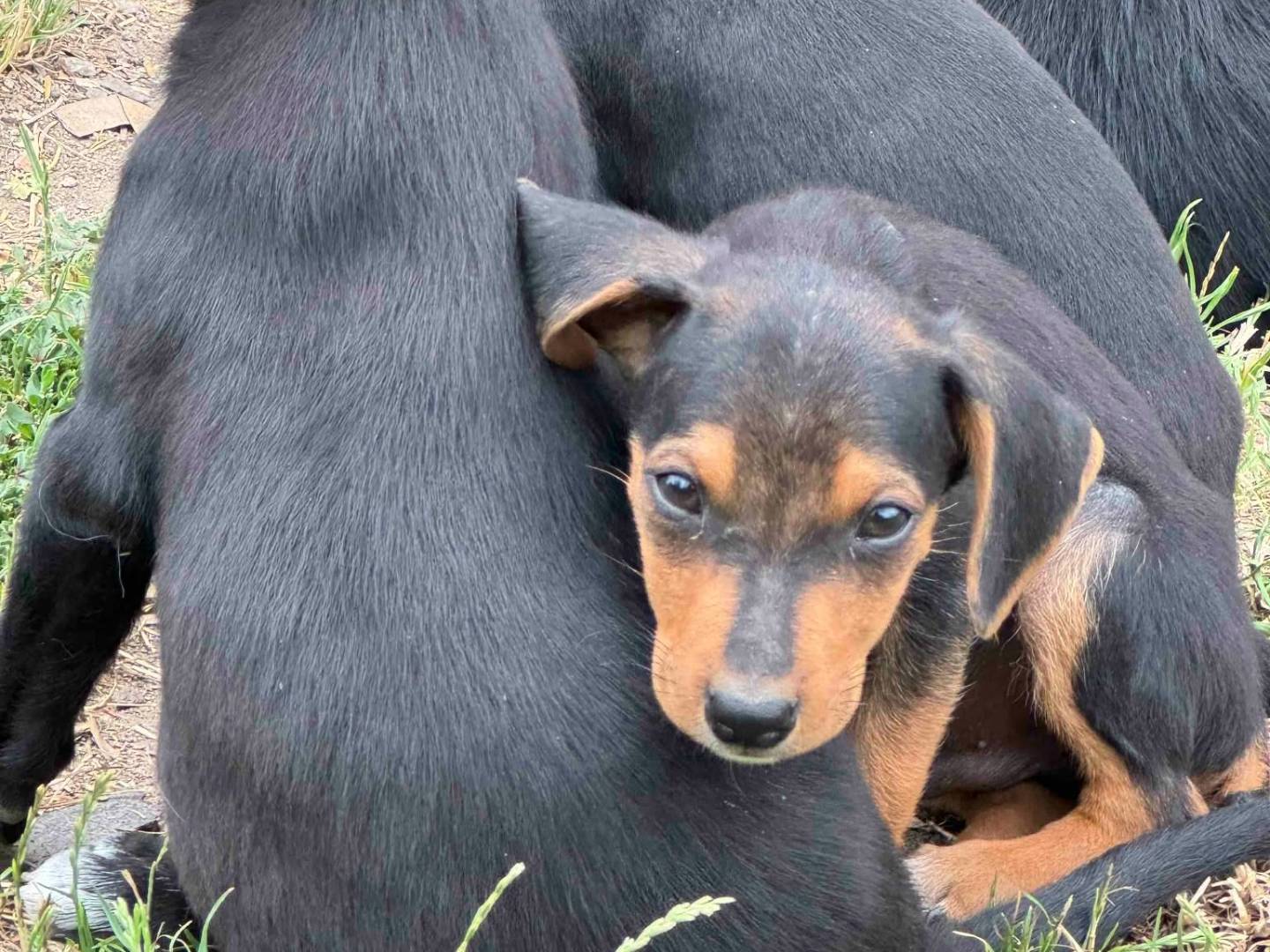 Adotta il cane DANO a Firenze
