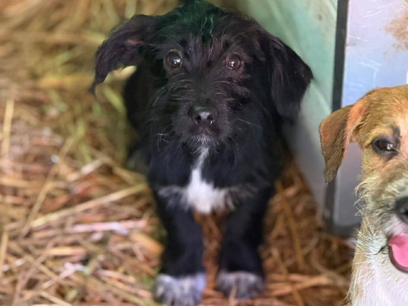 Vuoi adottare un cane a Firenze?