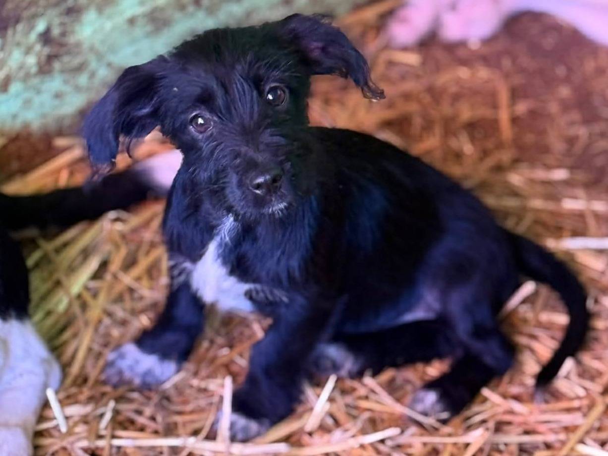 Adozione cane, femmina, Razza sconosciuta Razza sconosciuta, 3 mesi, taglia piccola, Firenze