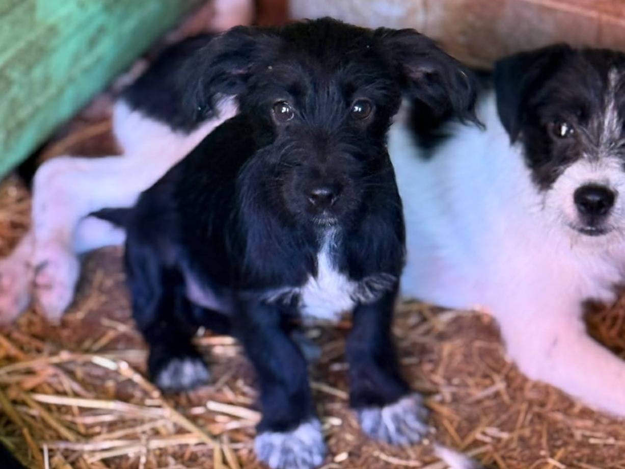 Adotta un cane, taglia piccola, femmina, Firenze