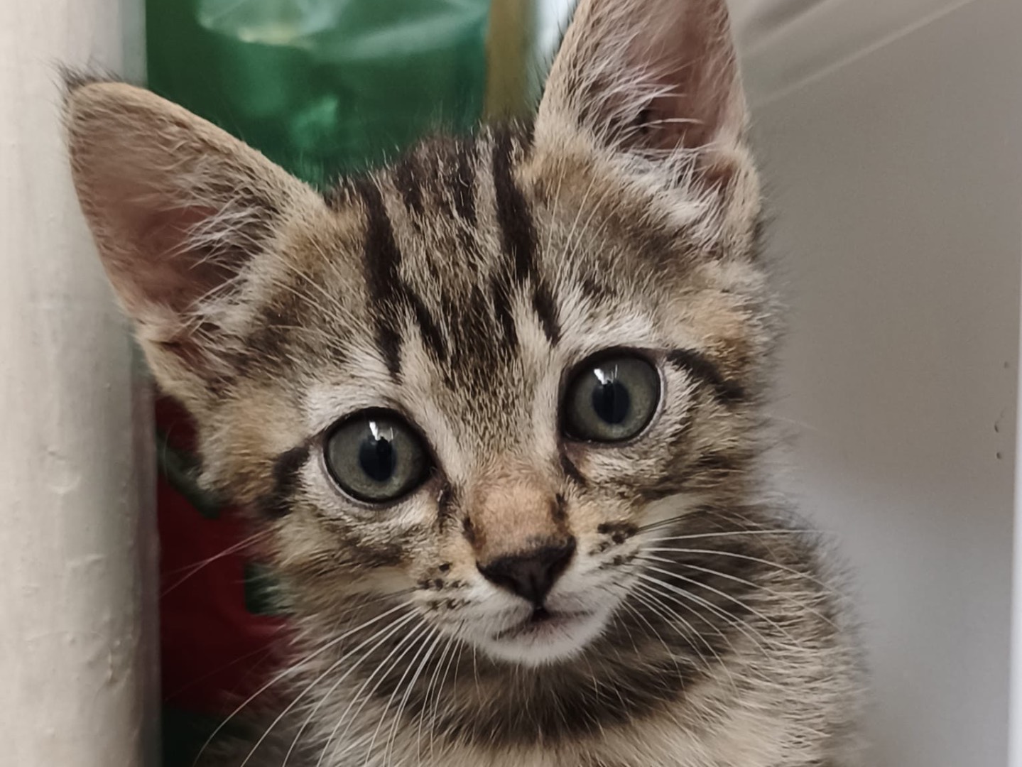 Adozione gatto, maschio, Razza sconosciuta Razza sconosciuta, 2 mesi, taglia non valida, Latina