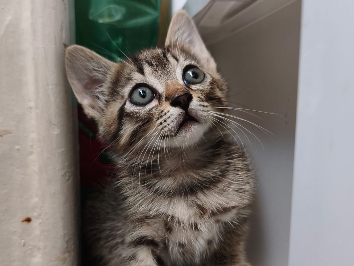 Vuoi adottare un gatto a Latina?