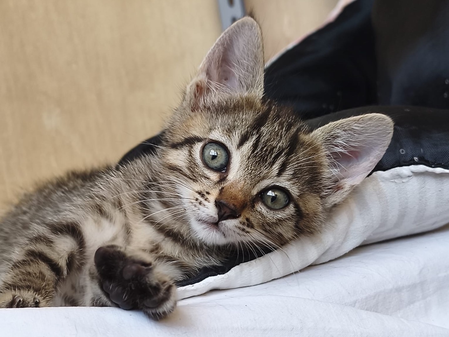 Adotta un gatto, maschio, 2 mesi, Latina