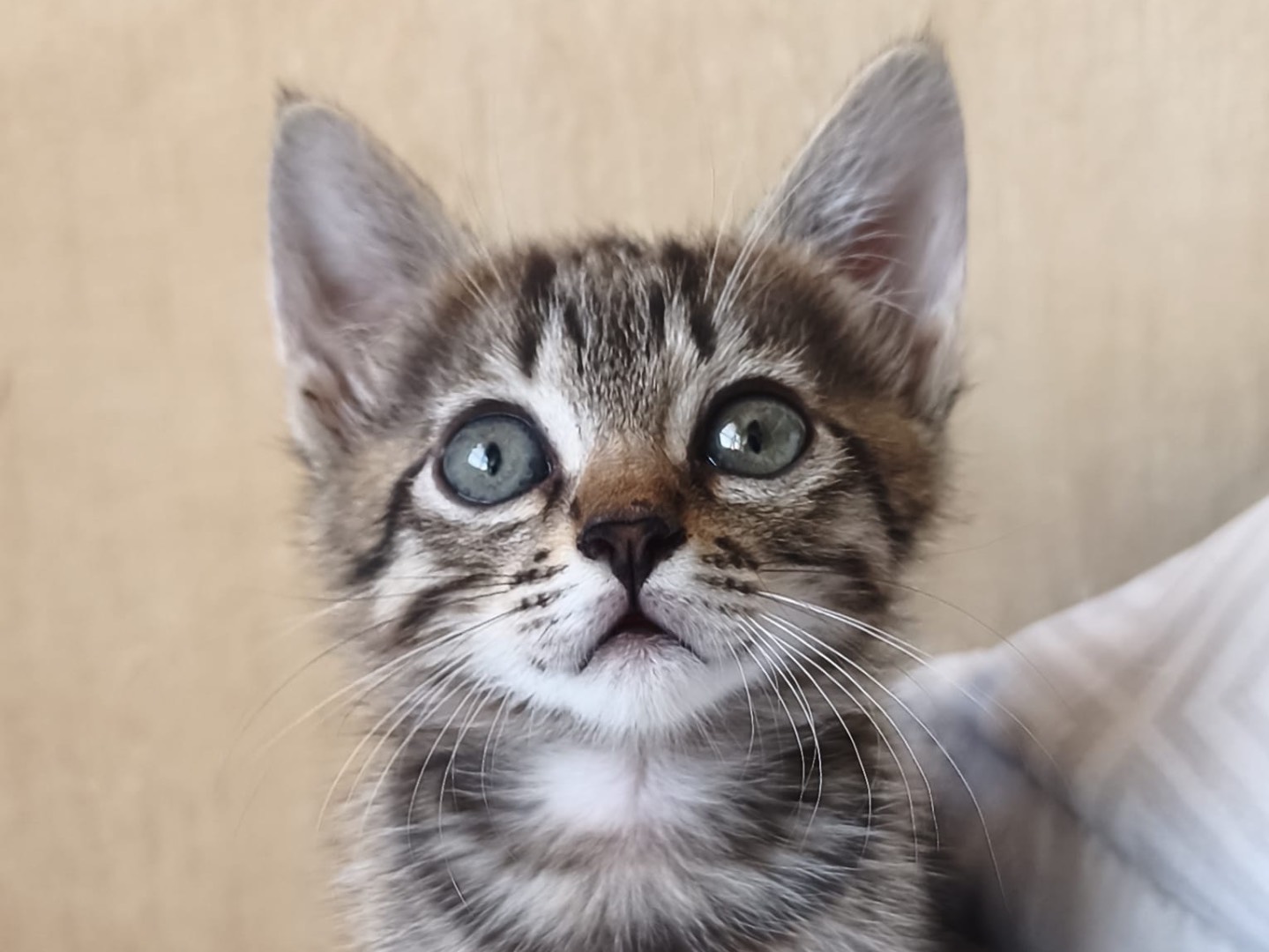 Adotta un gatto, taglia non valida, maschio, Latina