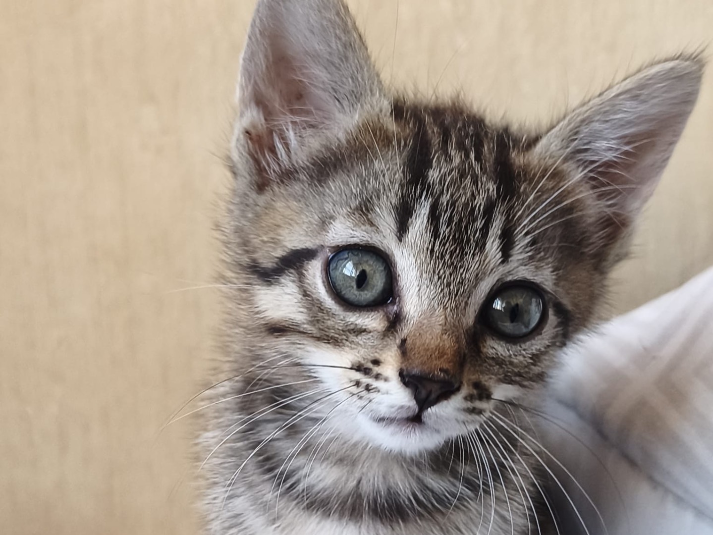 Adotta il gatto Pixy a Latina
