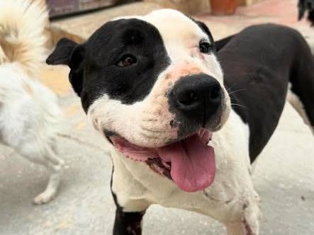 Adozione cane, femmina, Amstaff Razza sconosciuta, 2 anni e 7 mesi, taglia media, Matera