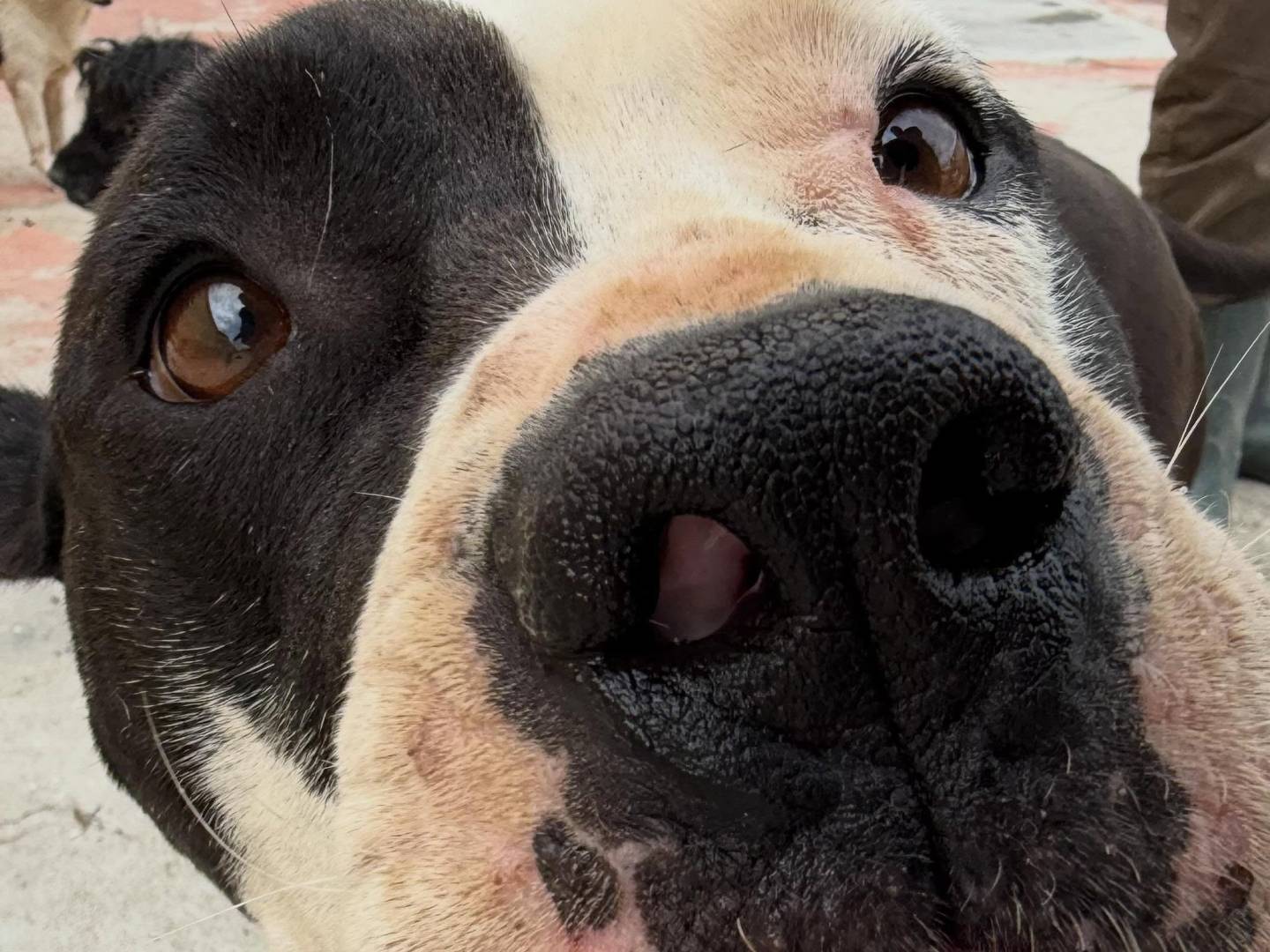 Adotta un cane, femmina, 2 anni e 7 mesi, Matera