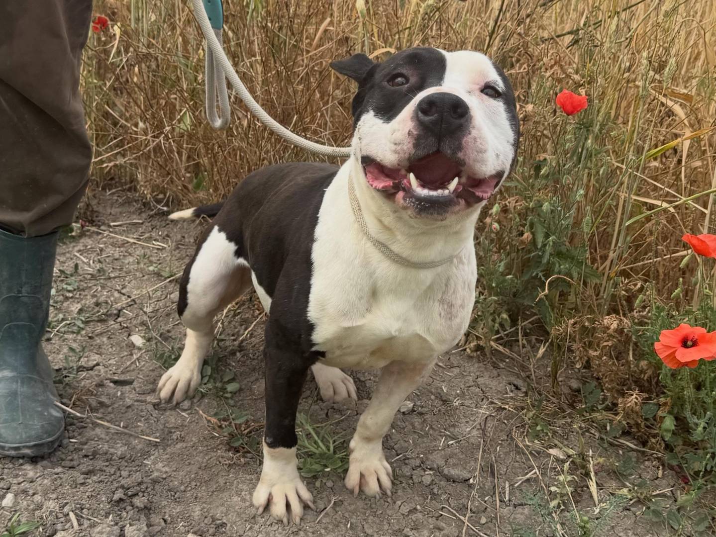 Adotta un cane, taglia media, femmina, Matera