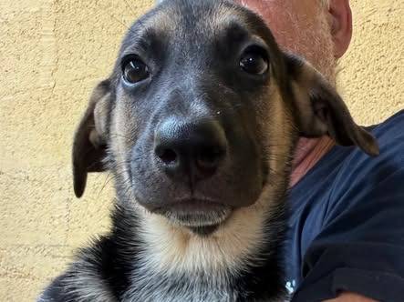 Adozione cane, femmina, Razza sconosciuta Razza sconosciuta, 3 mesi, taglia media, Matera