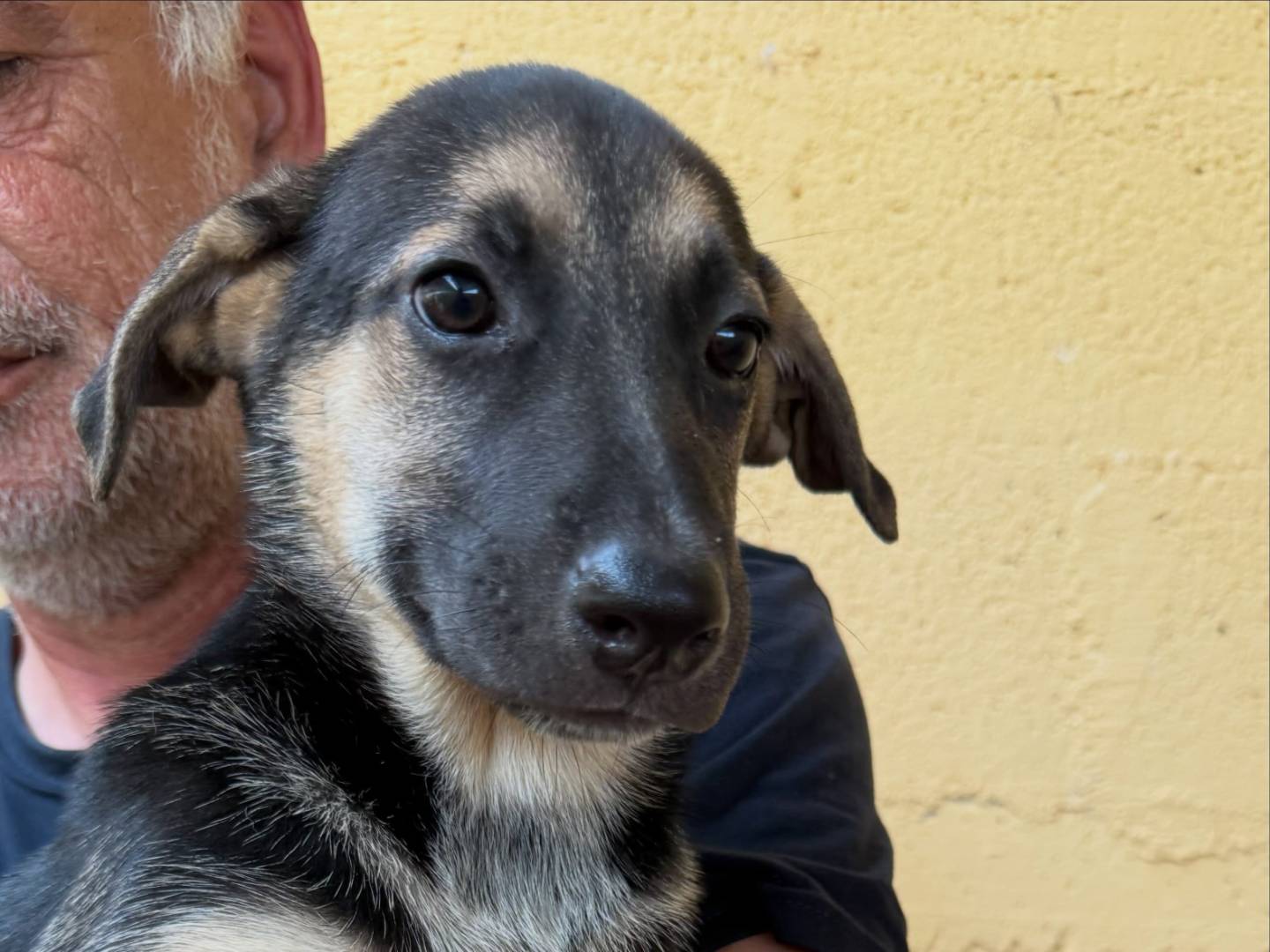 Adotta un cane, femmina, 3 mesi, Matera
