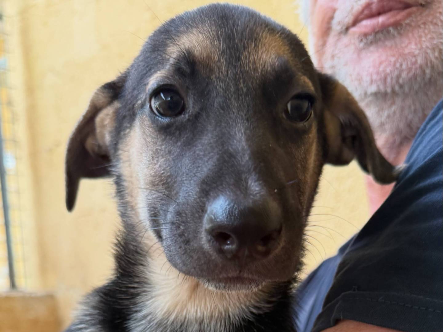 Adotta un cane, taglia media, femmina, Matera