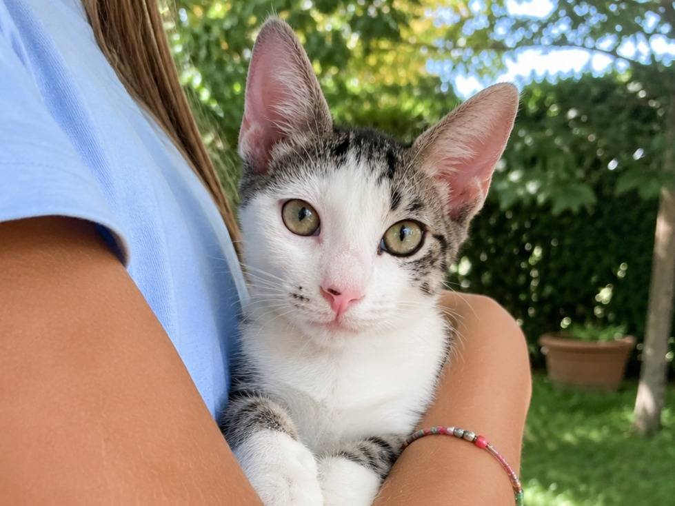 Adotta un gatto, maschio, 5 mesi, Catania