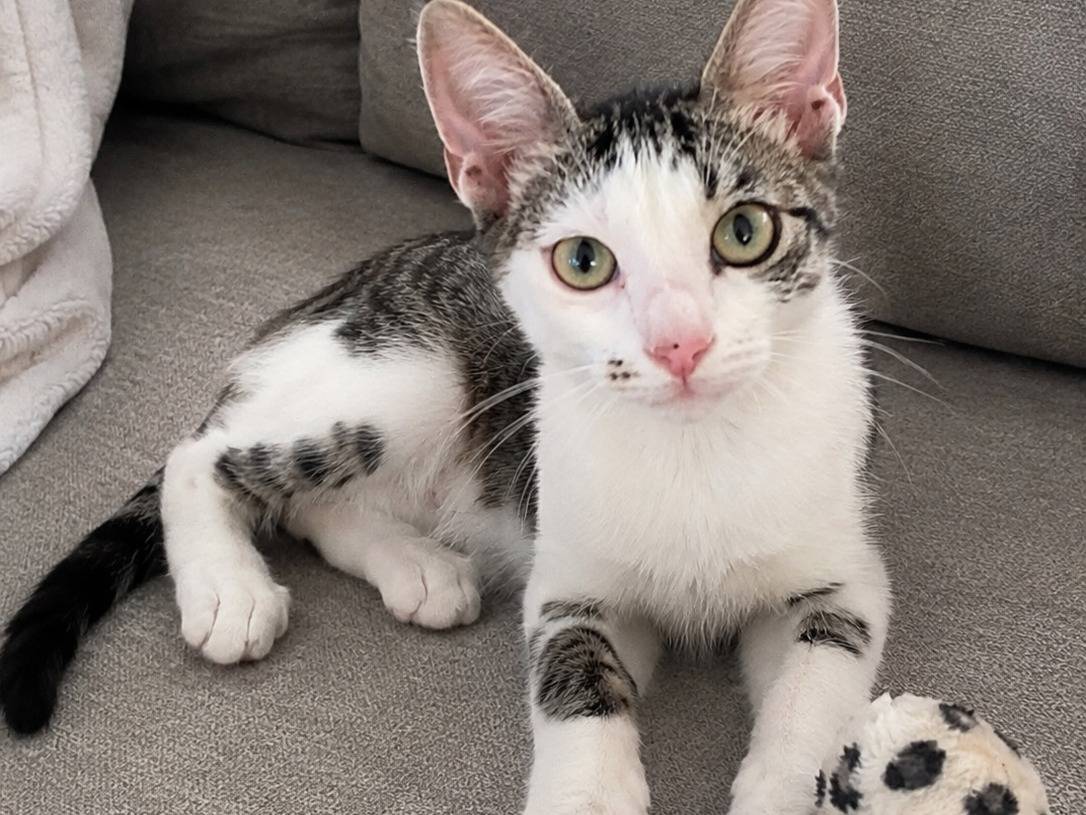 Adotta un gatto, taglia non valida, maschio, Catania