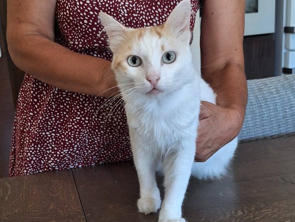Adotta un gatto, maschio, 7 mesi, Livorno