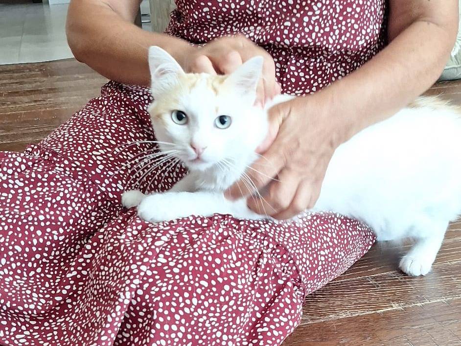 Adotta un gatto, taglia non valida, maschio, Livorno