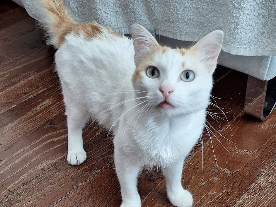 Adotta il gatto Blanco a Livorno