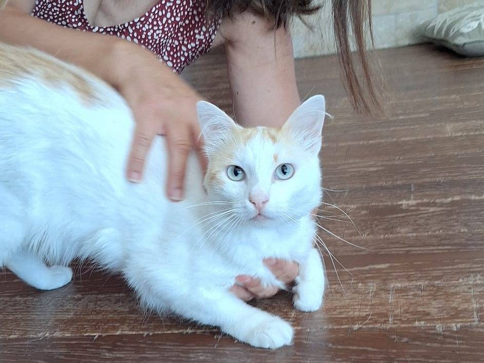 Adozione gatto, maschio, Razza sconosciuta Razza sconosciuta, 7 mesi, taglia non valida, Livorno