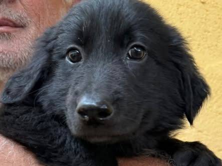 Adozione cane, maschio, Razza sconosciuta Razza sconosciuta, 3 mesi, taglia media, Matera