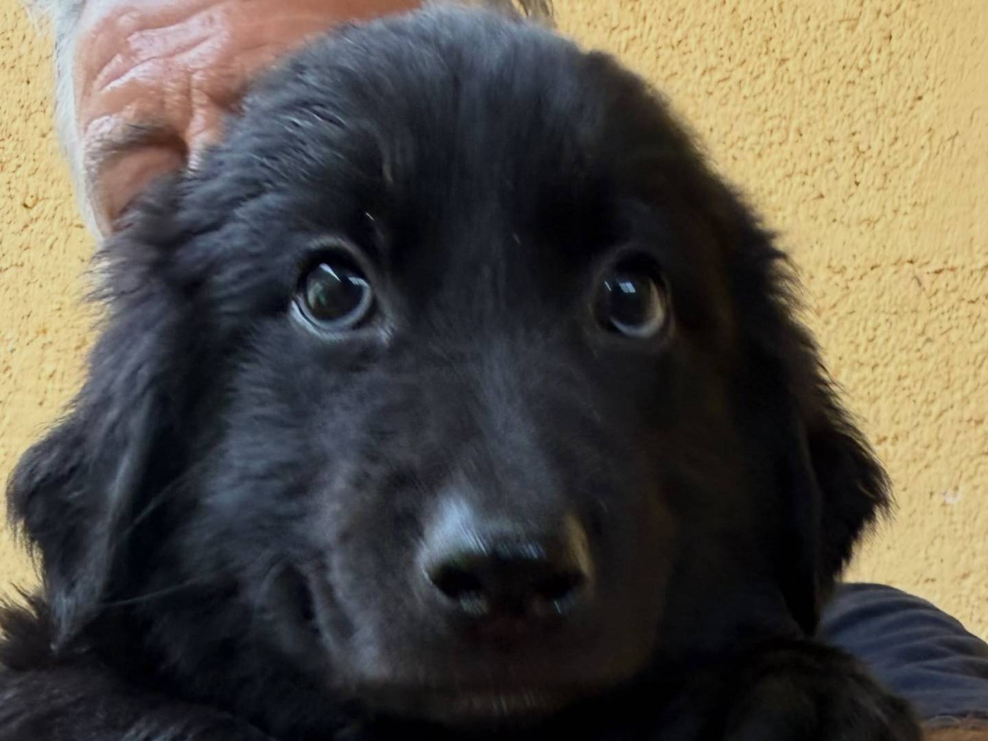 Adotta un cane, maschio, 3 mesi, Matera
