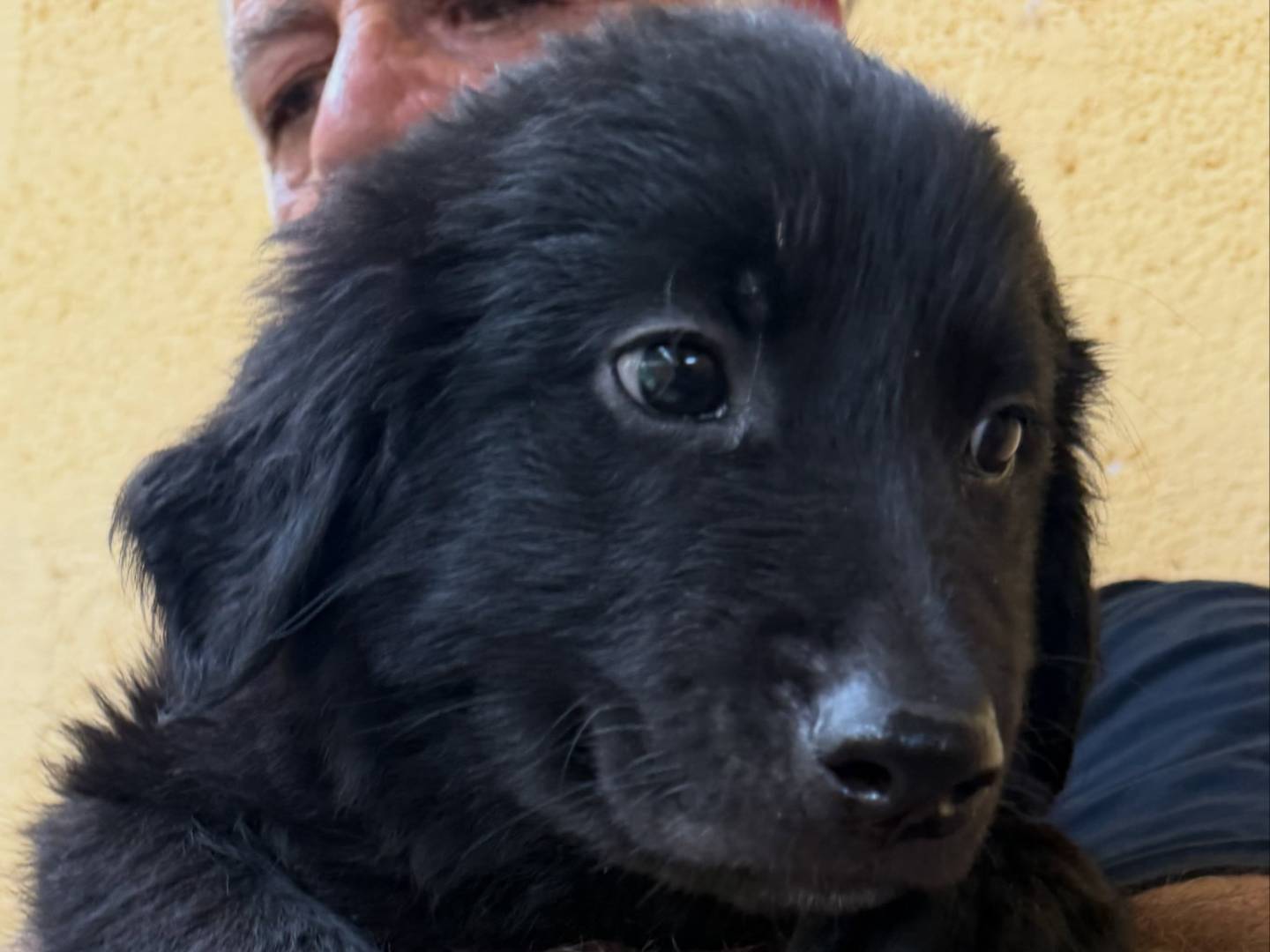 Adotta un cane, taglia media, maschio, Matera