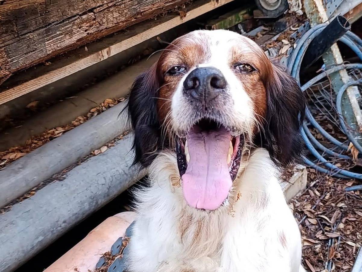 Adozione cane, maschio, Breton Razza sconosciuta, 4 anni e 3 mesi, taglia media, Napoli