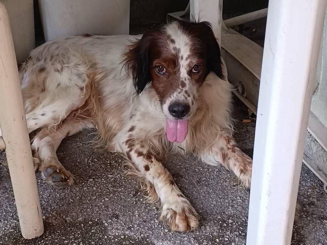 Adotta un cane, maschio, 4 anni e 3 mesi, Napoli