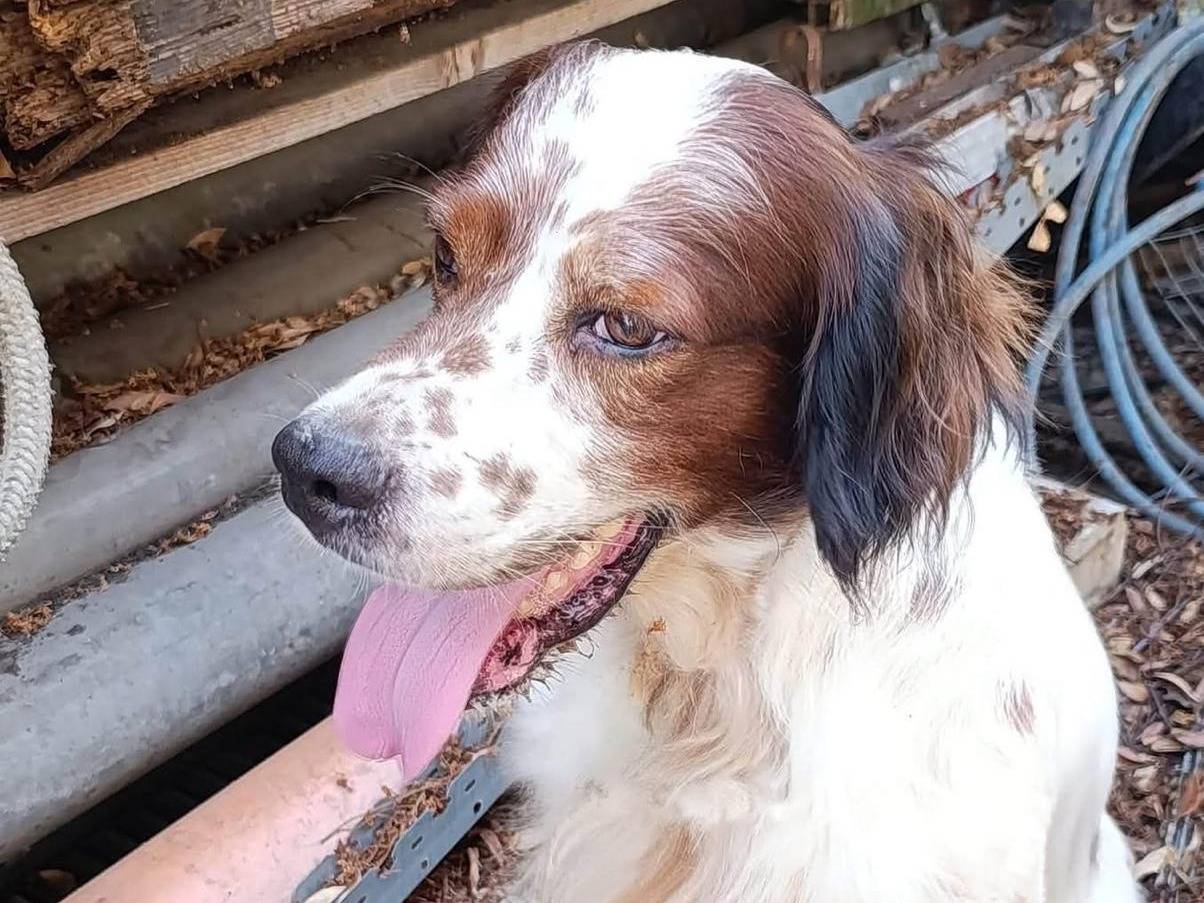Adotta un cane, taglia media, maschio, Napoli