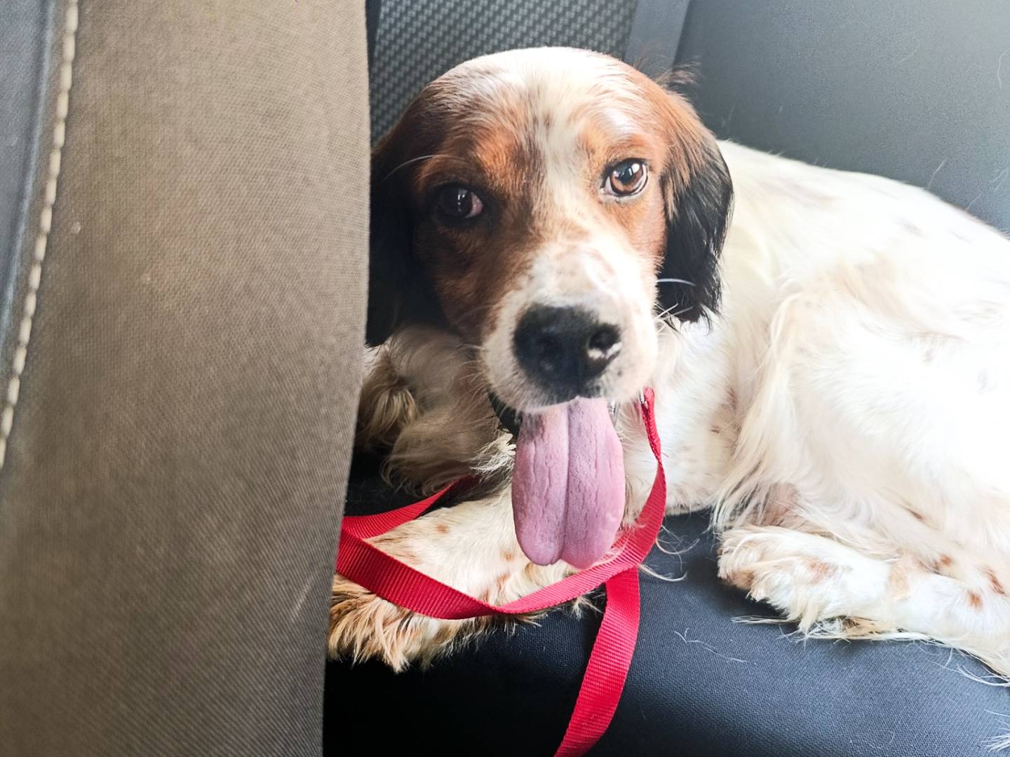 Vuoi adottare un cane a Napoli?
