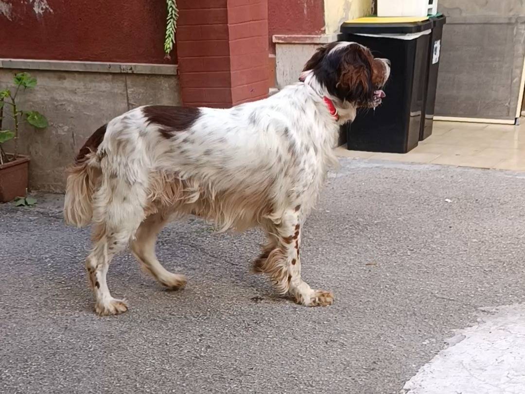 Adotta il cane Argo a Napoli