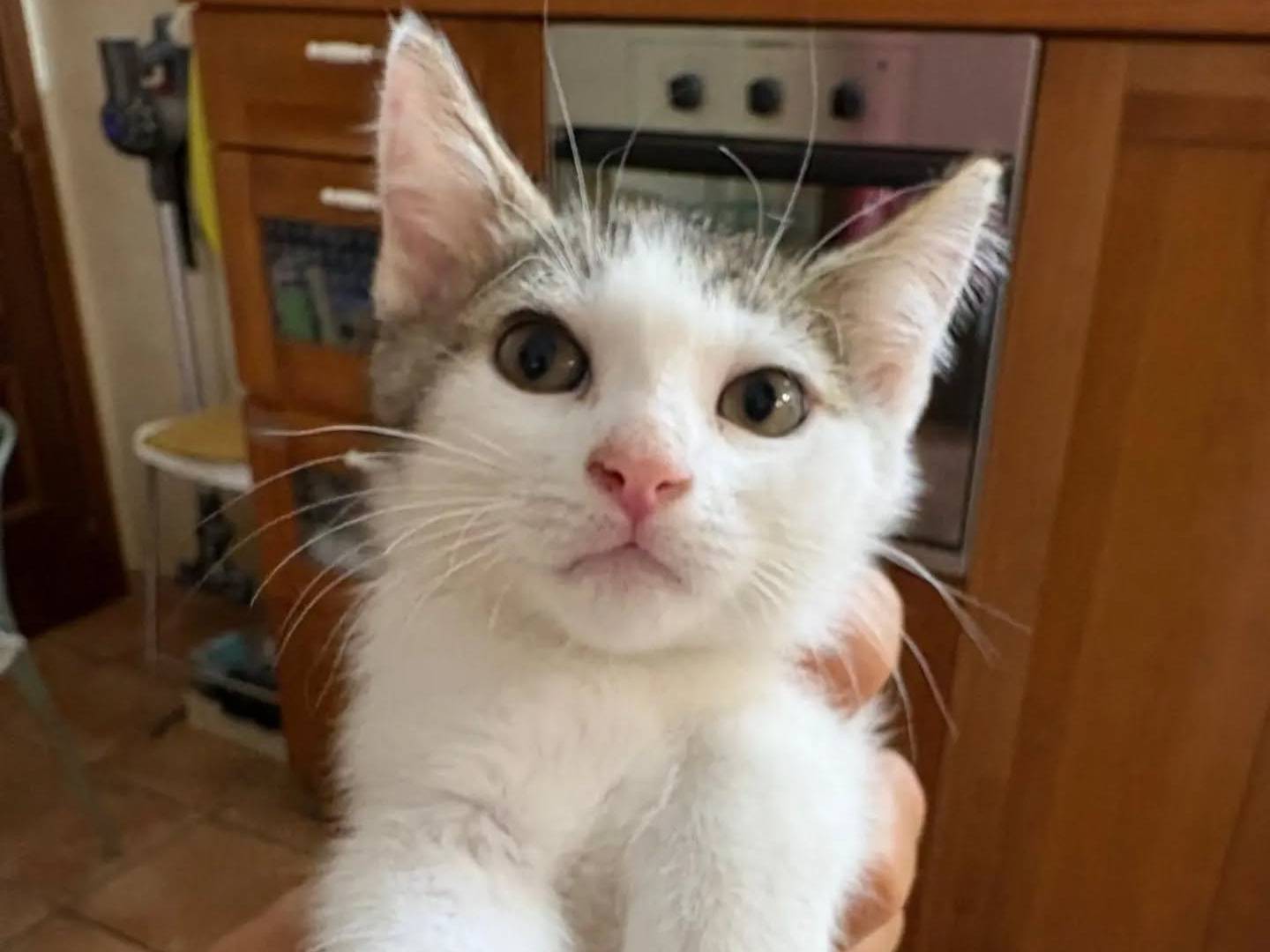 Adozione gatto, femmina, Razza sconosciuta Razza sconosciuta, 3 mesi, taglia non valida, Torino