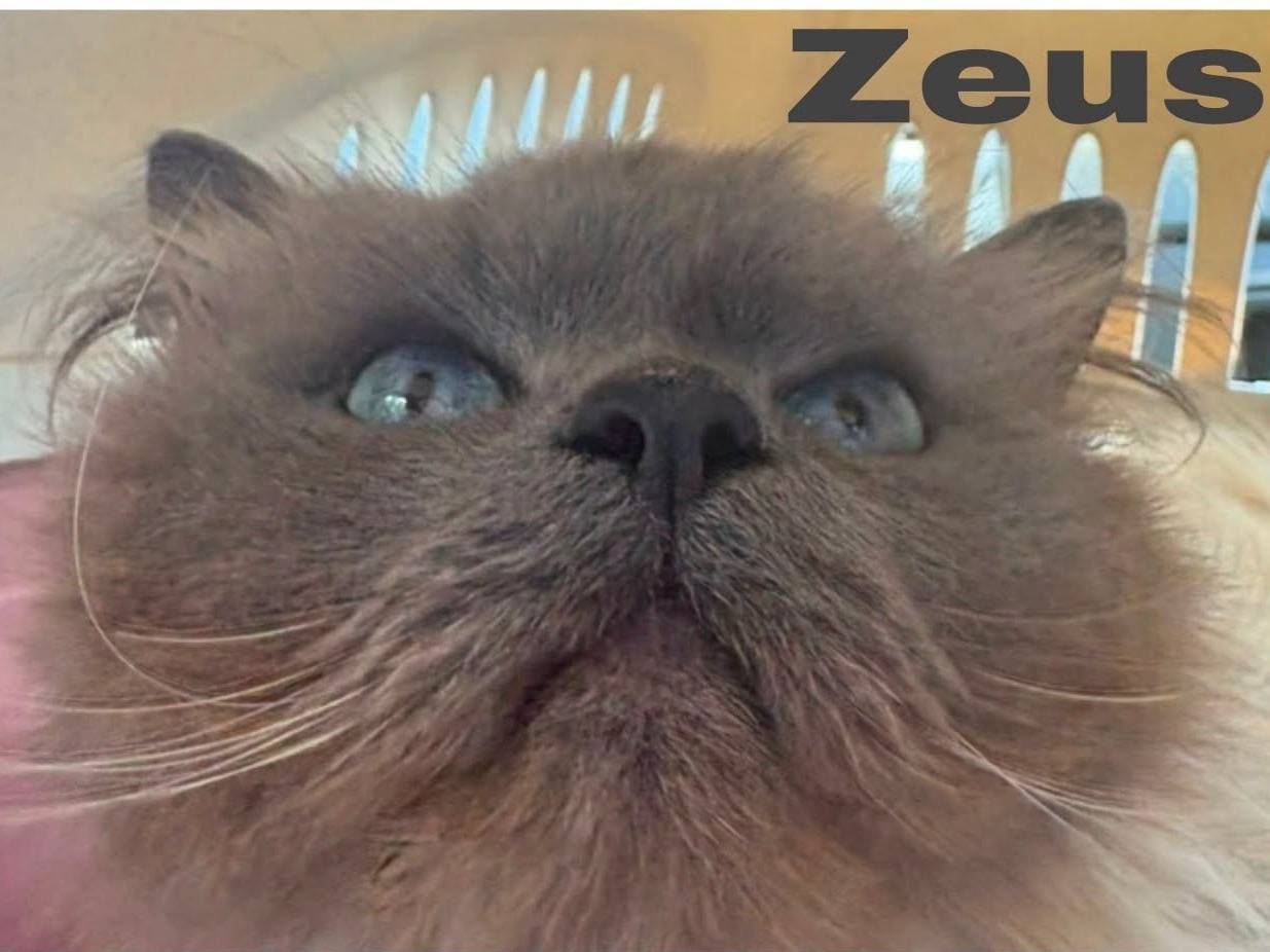 Adozione gatto, maschio, Razza sconosciuta Razza sconosciuta, 10 anni e 3 mesi, taglia non valida, Torino