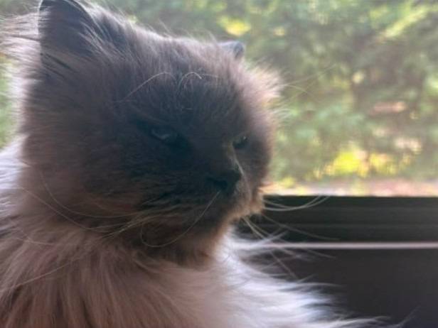 Adotta un gatto, maschio, 10 anni e 3 mesi, Torino