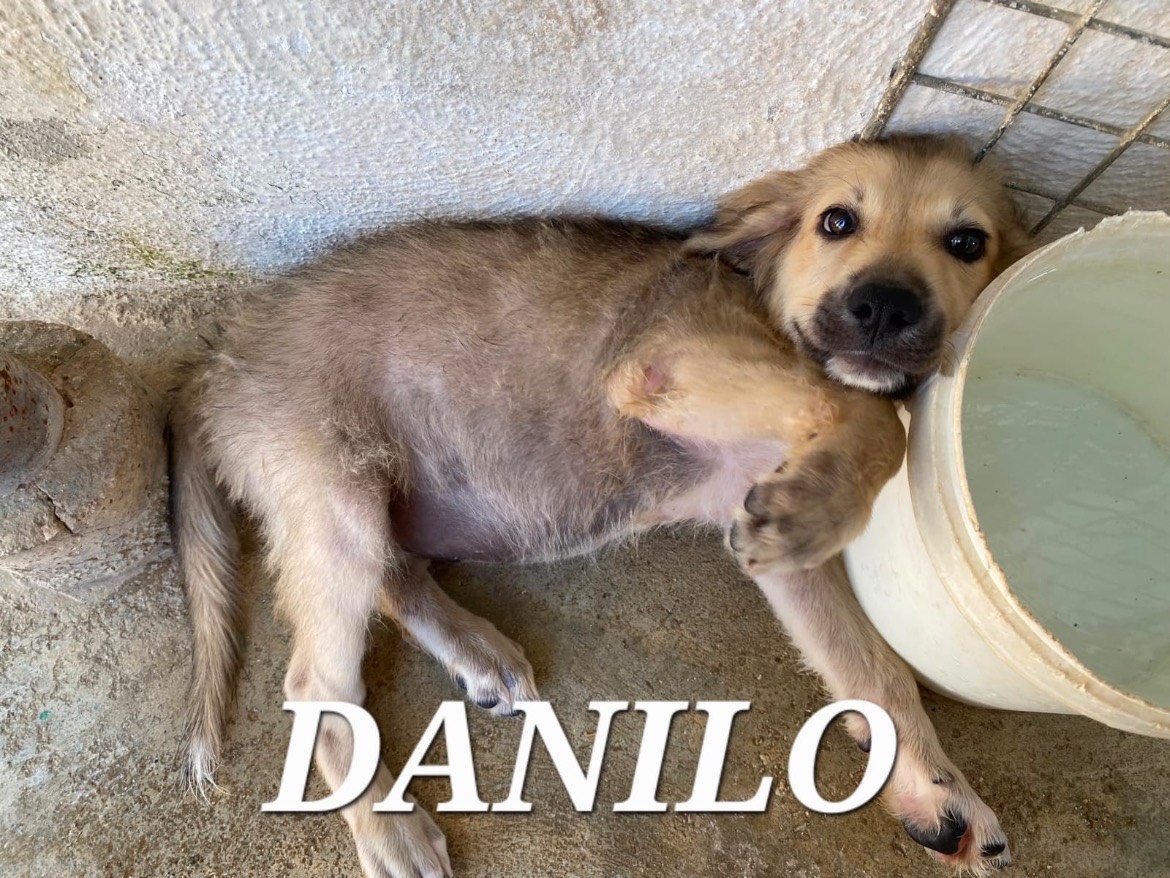 Adotta un cane, maschio, 4 mesi, Caserta