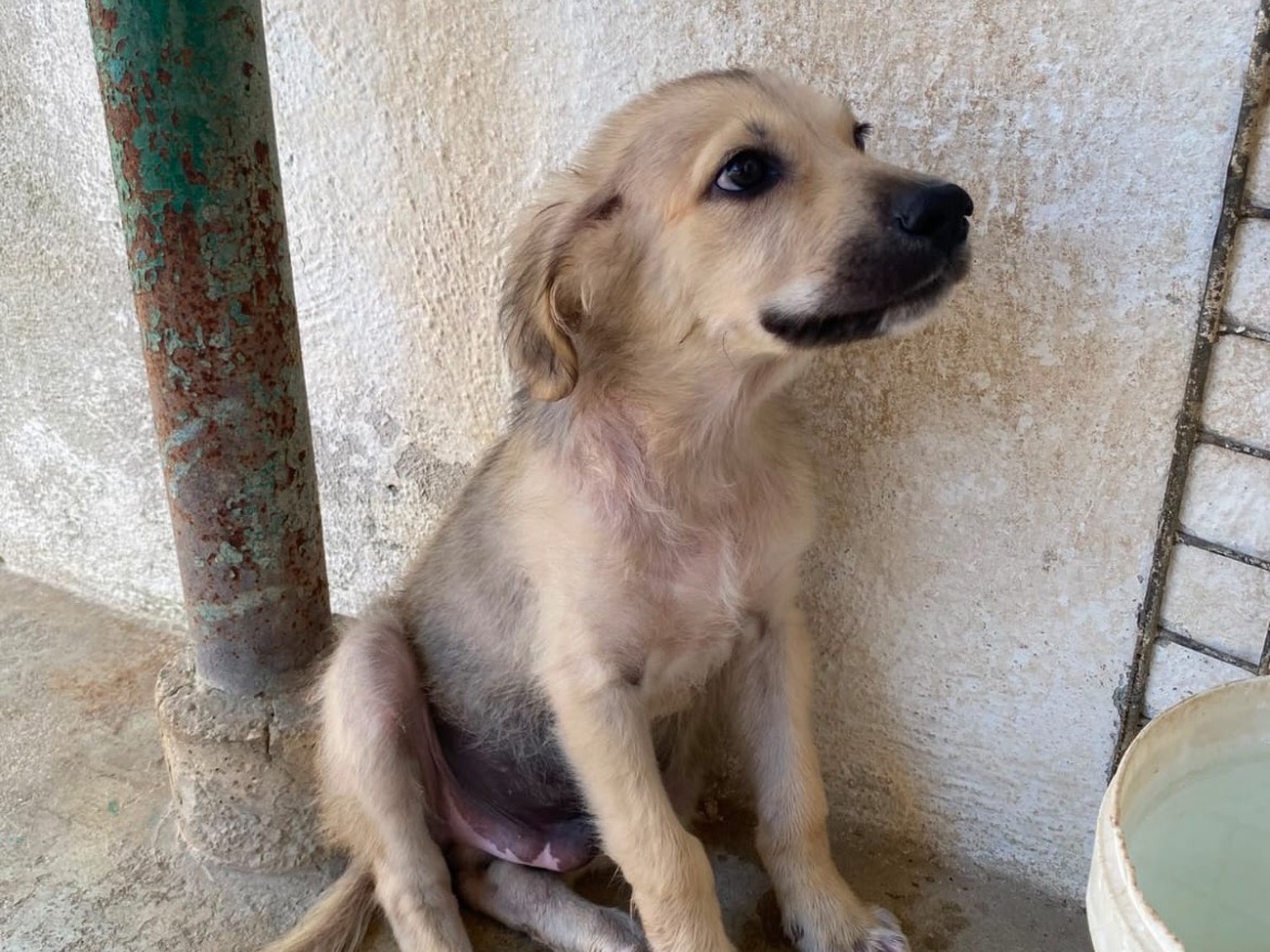 Vuoi adottare un cane a Caserta?