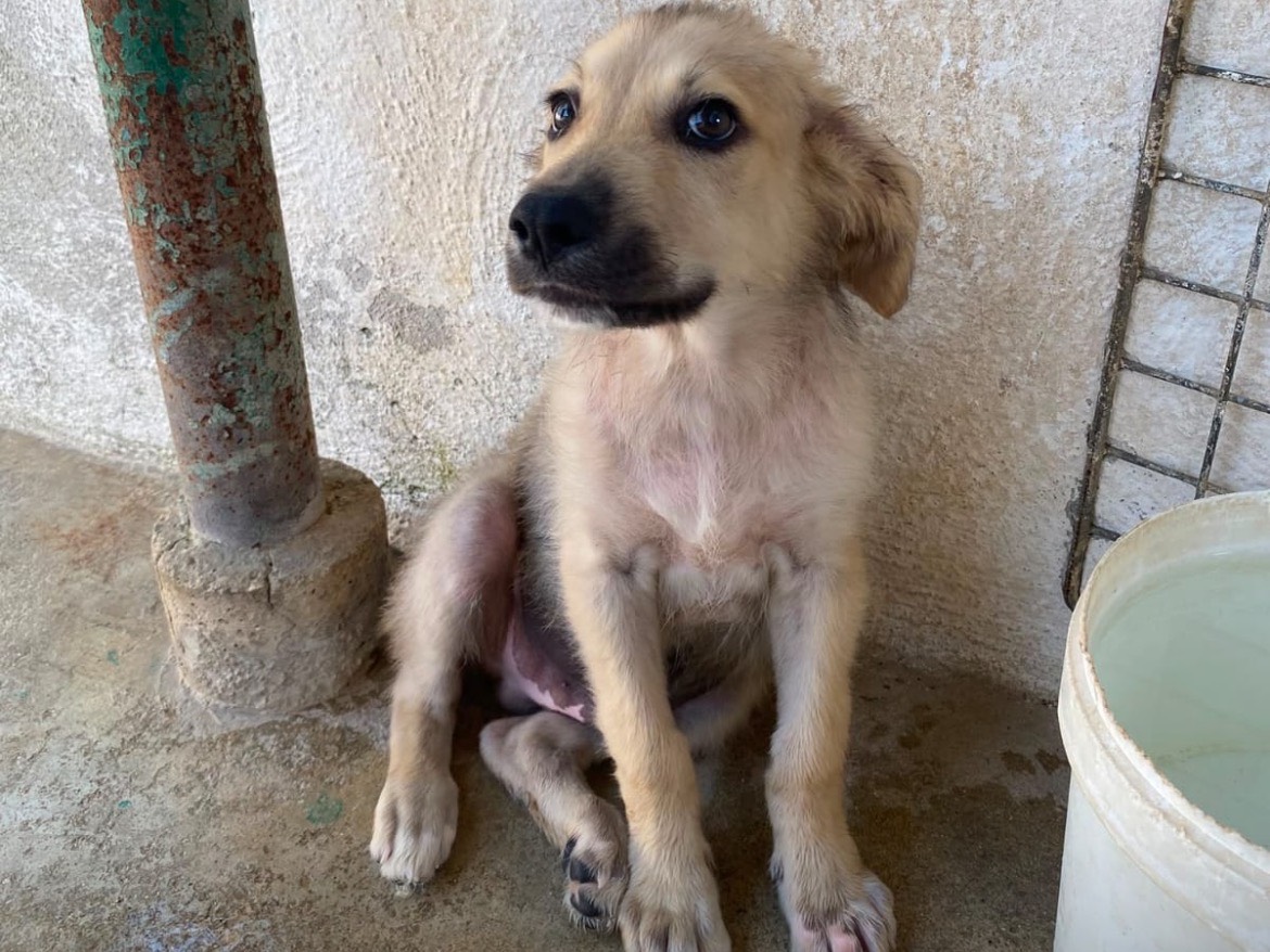 Adozione cane, maschio, Razza sconosciuta Razza sconosciuta, 4 mesi, taglia media, Caserta