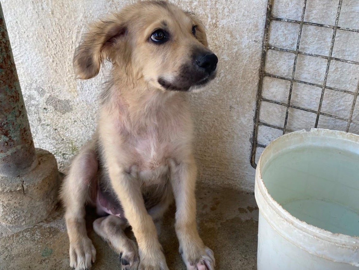Adotta il cane DANILO a Caserta
