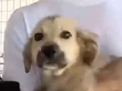 Adotta un cane, taglia media, maschio, Caserta