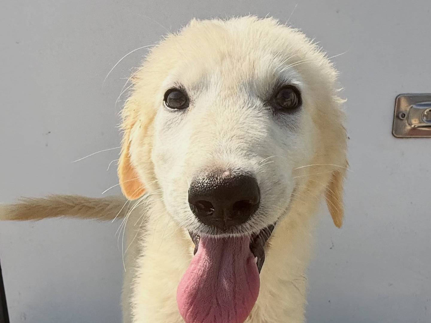 Adozione cane, femmina, Razza sconosciuta Razza sconosciuta, 4 mesi, taglia media, Matera