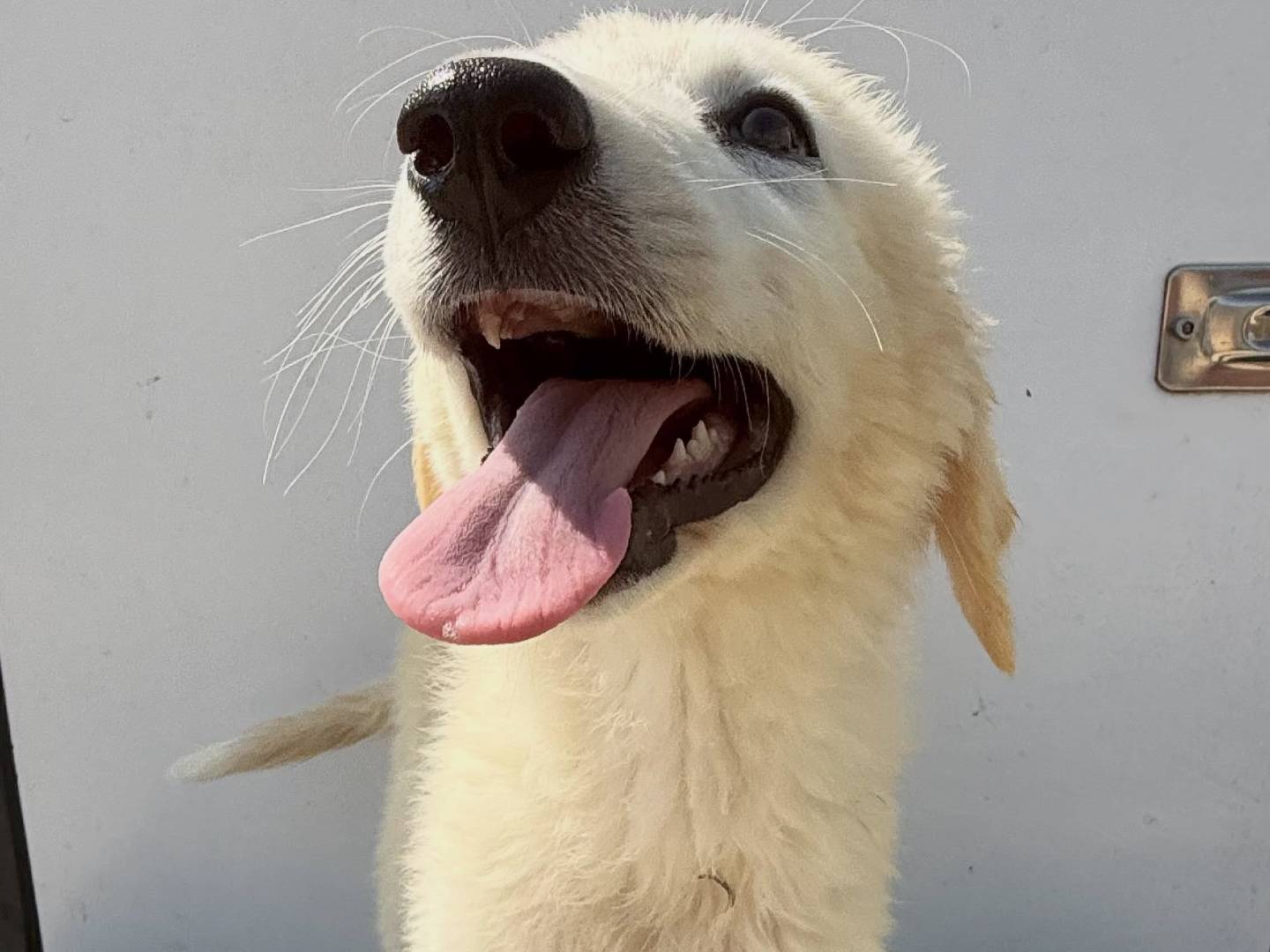 Adotta un cane, femmina, 4 mesi, Matera
